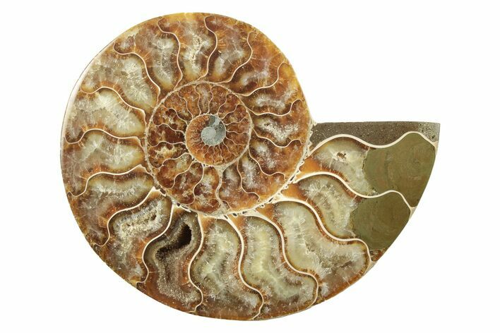 Cut & Polished Ammonite Fossil (Half) - Madagascar #240971